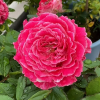 Piccadilly Circus Rose plant丨Flower Gardens