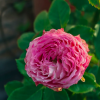 Piccadilly Circus Rose for sale丨Flower Gardens