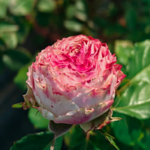 Piccadilly Circus Rose丨Flower Gardens
