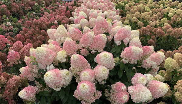 Pikachu Panicle Hydrangea丨Flower Gardens