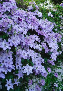 Clematis Reflections丨Flower Gardens