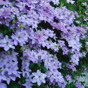Clematis Reflections丨Flower Gardens