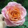 Richmond Park Rose丨Flower Gardens