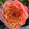 Richmond Park Rose plant丨Flower Gardens