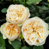 Royal Romance Rose plant丨Flower Gardens