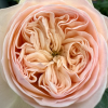 Royal Romance Rose丨Flower Gardens