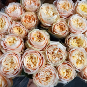 Royal Romance Rose丨Flower Gardens