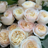 Royal Romance Rose for sale丨Flower Gardens