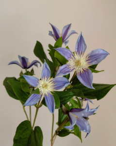 Clematis Ryusei丨Flower Gardens