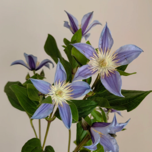 Clematis Ryusei丨Flower Gardens
