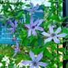 Clematis Ryusei丨Flower Gardens