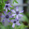 Clematis Ryusei plant丨Flower Gardens