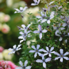 Clematis Ryusei for sale丨Flower Gardens