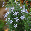 Clematis Ryusei丨Flower Gardens