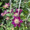 Shishimaru1 Clematis Shishimaru Plant丨Flower Gardens