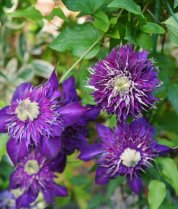 Clematis Shishimaru丨Flower Gardens