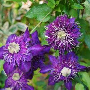 Clematis Shishimaru丨Flower Gardens
