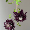Shishimaru5 Clematis Shishimaru for sale丨Flower Gardens