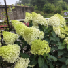 Skyfall Panicle Hydrangea丨Flower Gardens