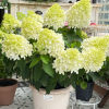 Skyfall Panicle Hydrangea丨Flower Gardens