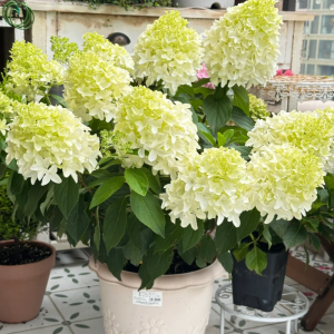 Skyfall Panicle Hydrangea丨Flower Gardens
