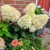 Skyfall Panicle Hydrangea for sale丨Flower Gardens