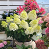 Skyfall Panicle Hydrangea丨Flower Gardens