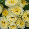 Solsbury Hill Rose plant丨Flower Gardens