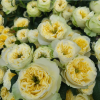 Solsbury Hill Rose丨Flower Gardens