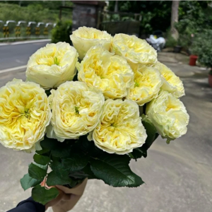 Solsbury Hill Rose丨Flower Gardens