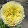 Solsbury Hill Rose plant丨Flower Gardens