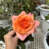 Special Song Rose plant丨Flower Gardens