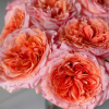 Special Song Rose for sale丨Flower Gardens