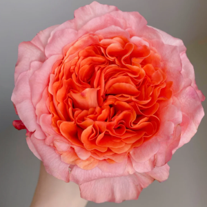 Special Song Rose丨Flower Gardens