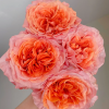 Special Song Rose plant丨Flower Gardens