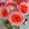 Special Song Rose丨Flower Gardens