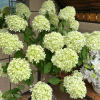 Summer Beaty Panicle Hydrangea丨Flower Gardens