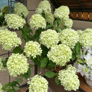 Summer Beaty Panicle Hydrangea丨Flower Gardens