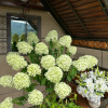 Summer Beaty Panicle Hydrangea plant丨Flower Gardens