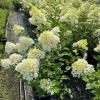 Summer Beaty Panicle Hydrangea丨Flower Gardens