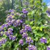 Clematis Taiga Plant丨Flower Gardens