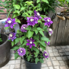 Clematis Taiga丨Flower Gardens