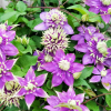 Clematis Taiga丨Flower Gardens