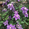 Clematis Taiga丨Flower Gardens