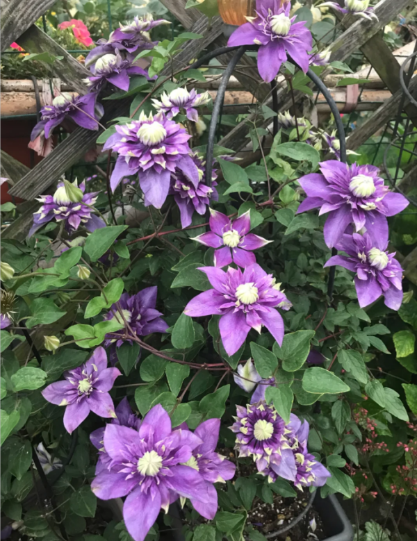 Clematis Taiga丨Flower Gardens