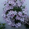 Clematis Utopia plant丨Flower Gardens