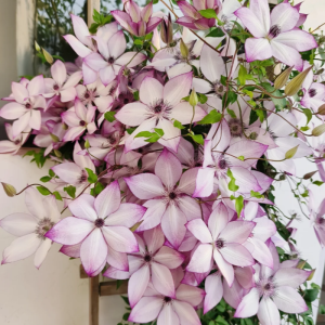Clematis Utopia丨Flower Gardens
