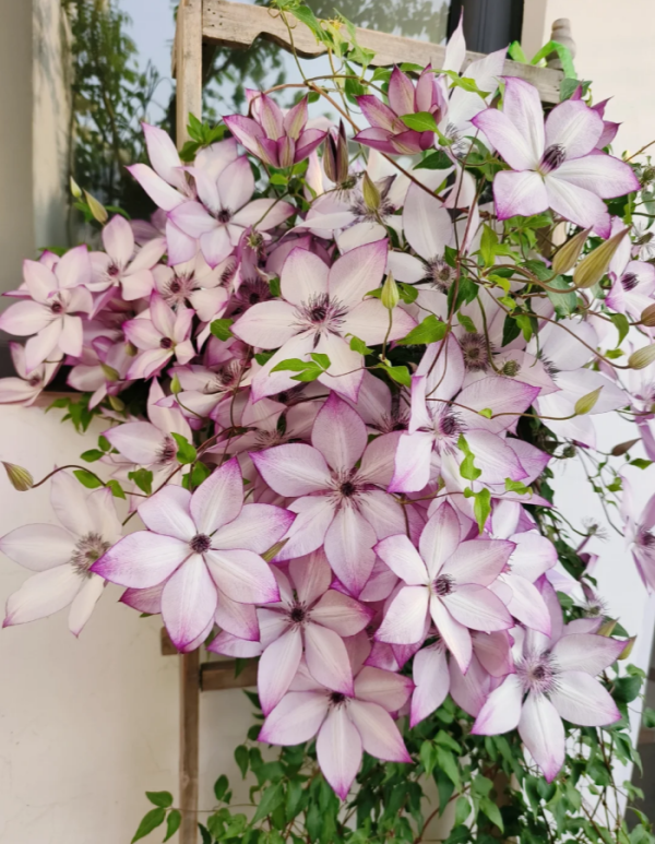 Clematis Utopia丨Flower Gardens