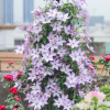 Clematis Utopia丨Flower Gardens