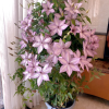 Clematis Utopia for sale丨Flower Gardens